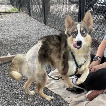 Marzie -  Collie Dog for Adoption in York, Pennsylvania - Marzie | PetCurious