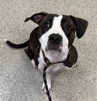 Rescue Pit Bull Terrier and Mixed Breed Dogs for Adoption in Fishers, Indiana - Tesla | PetCurious