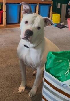 Gia -  Pit Bull Terrier and Mixed Breed Dog for Adoption in Bellevue, Washington - Gia | PetCurious