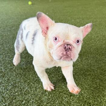 Princess -  French Bulldog Dog for Adoption in West Palm Beach, Florida - Princess | PetCurious