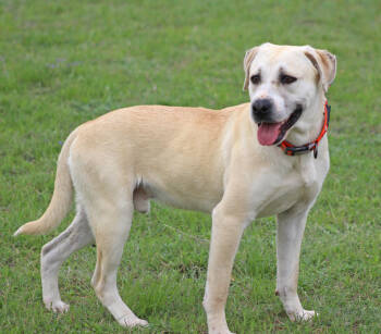Rescue Labrador Retriever Dogs for Adoption in Brewster, New York - Banjo The Beautiful | PetCurious