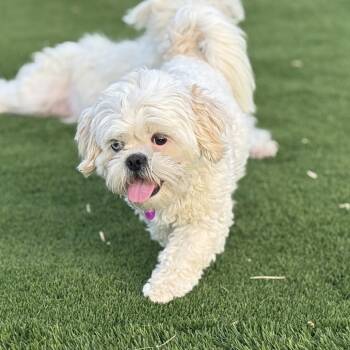 Shih Tzu Dogs Available for Adoption - Ringo | PetCurious