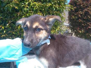 Siberian Husky Dogs Available for Adoption in Chula Vista, California - FAUNA | PetCurious