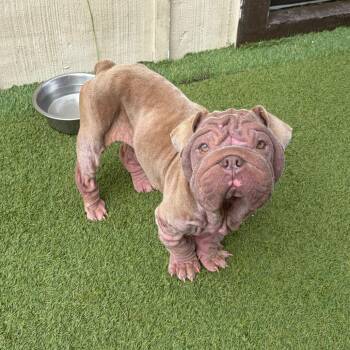 Spudsy 2117 -  English Bulldog Dog for Adoption in Loxahatchee Groves, Florida - Spudsy 2117 | PetCurious