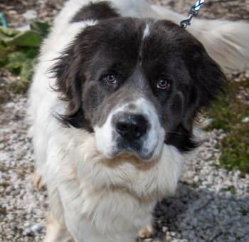 Rescue Saint Bernard and Great Pyrenees Dogs for Adoption in Mayetta, Kansas - Kodiak | PetCurious