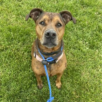 Bulldog and Doberman Pinscher Dogs Available for Adoption in Allegan, Michigan - Kokola | PetCurious