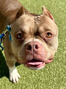 Mixed Breed Dogs Available for Adoption - Beefcake | PetCurious