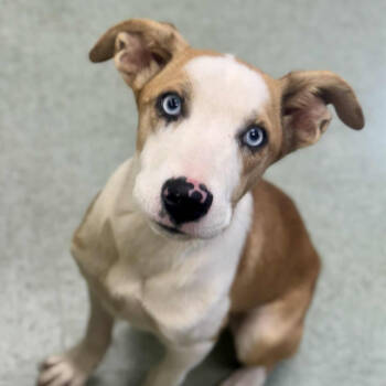 Rescue Mixed Breed Dogs for Adoption in Wantagh, New York - Melissa | PetCurious