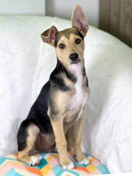 Shepherd and Mixed Breed Dogs Available for Adoption in Savage, Minnesota - Cleaning Crew Litter - Comet | PetCurious