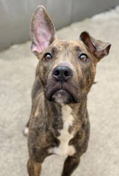Pit Bull Terrier Dogs Available for Adoption in Chicago, Illinois - Jezebel | PetCurious