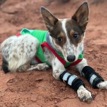 Rescue Mixed Breed Dogs for Adoption in Moab, Utah - Tongue (Dot) | PetCurious