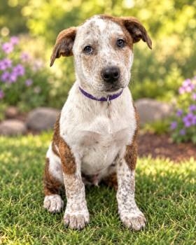 Big Mac -  Australian Cattle Dog Blue Heeler Dog for Adoption in Wilton, California - Big Mac | PetCurious