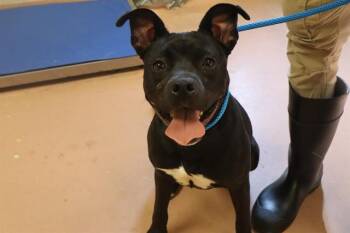 Rescue Mixed Breed Dogs for Adoption in Columbia, South Carolina - SONGBIRD | PetCurious