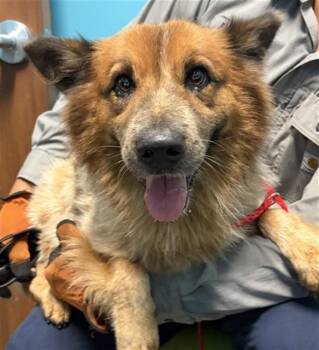A660429 -  Australian Cattle Dog Blue Heeler Dog for Adoption in Houston, Texas - A660429 | PetCurious