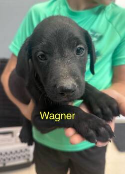 Wagner K -  Labradoodle and American Bully Dog for Adoption in Dyersburg, Tennessee - Wagner K | PetCurious
