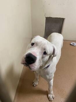 Ghost -  Dogo Argentino Dog for Adoption in Vancouver, Washington - Ghost | PetCurious