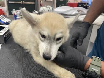A1926777 -  Siberian Husky and Mixed Breed Dog for Adoption in Thousand Palms, California - A1926777 | PetCurious