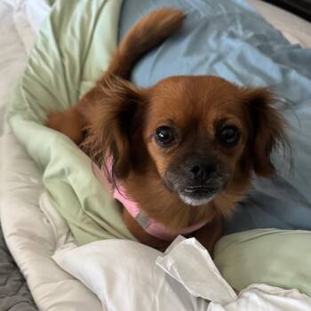 Sweetie Pie -  Pekingese and Mixed Breed Dog for Adoption in Las Vegas, Nevada - Sweetie Pie | PetCurious