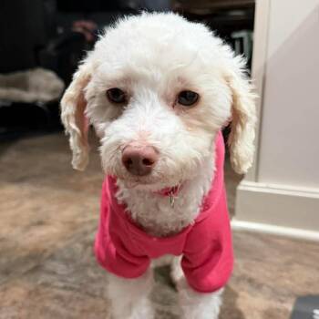 Miniature Poodle Dogs Available for Adoption - Dory | PetCurious