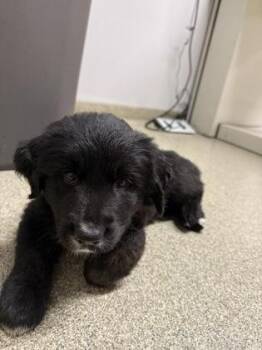 Rowen -  Golden Retriever and Great Pyrenees Dog for Adoption in Pequot Lakes, Minnesota - Rowen | PetCurious