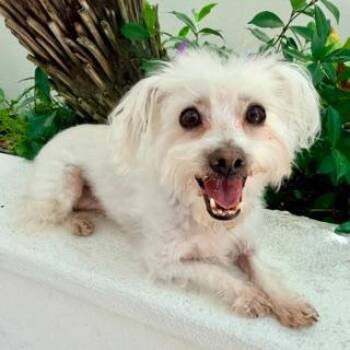 CHANTILLY -  Maltese Dog for Adoption in Santa Monica, California - CHANTILLY | PetCurious