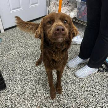 Mixed Breed Dogs Available for Adoption in Fredericksburg, Virginia - Toblerone | PetCurious