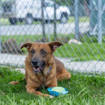 Rescue Retriever Dogs for Adoption in Houston, Texas - Rowan | PetCurious