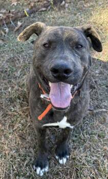 Plott Hound and Mixed Breed Dogs Available for Adoption - Trotter | PetCurious