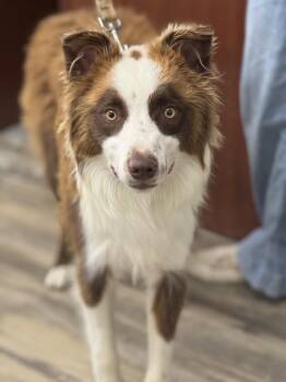 Kenai -  Border Collie Dog for Adoption in Sonora, California - Kenai | PetCurious