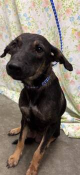 SNOW WHITE -  Australian Cattle Dog Blue Heeler and Mixed Breed Dog for Adoption in Rosenberg, Texas - SNOW WHITE | PetCurious