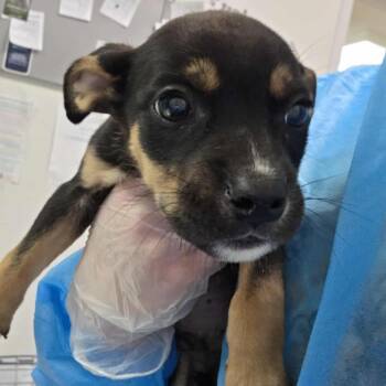 Mixed Breed Dogs Available for Adoption in Charleston, West Virginia - Bud | PetCurious