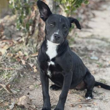 American Bully Dogs Available for Adoption - Marley - Foster-to-adopt Trial Available  | PetCurious