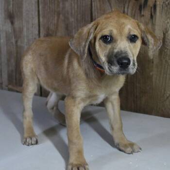 Labrador Retriever and Hound Dogs Available for Adoption - Gertrude | PetCurious