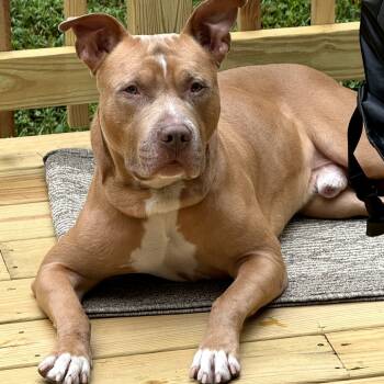 Rescue Terrier Dogs for Adoption in Flintstone, Maryland - Ranger (Recon) | PetCurious