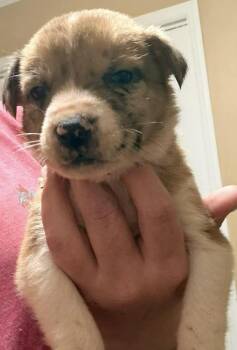 Labrador Retriever and Australian Shepherd Dogs Available for Adoption - Balloon | PetCurious