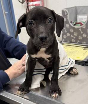 Piper -  Pit Bull Terrier and Mixed Breed Dog for Adoption in Kansas City, Missouri - Piper | PetCurious