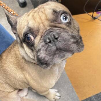 Bonjour -  Mixed Breed Dog for Adoption in Philadelphia, Pennsylvania - Bonjour | PetCurious