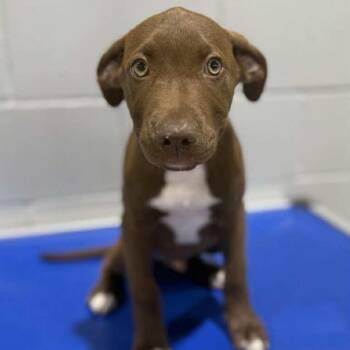 Rescue Labrador Retriever Dogs for Adoption in Amory, Mississippi - Gumbo | PetCurious