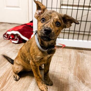 973 (2026) Dixie -  Shepherd and Mixed Breed Dog for Adoption in Parker, Colorado - 973 (2026) Dixie | PetCurious