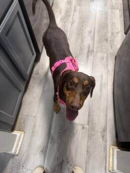 Zara -  Doberman Pinscher and Mixed Breed Dog for Adoption in Jackson, Georgia - Zara | PetCurious