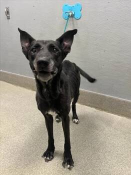 ALLY -  German Shepherd Dog Dog for Adoption in Las Vegas, Nevada - ALLY | PetCurious