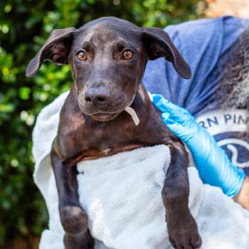Nigel -  Labrador Retriever and Mixed Breed Dog for Adoption - Nigel | PetCurious