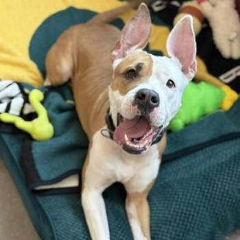 Mixed Breed Dogs Available for Adoption - Babygirl | PetCurious