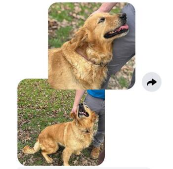Golden Retriever and Border Collie Dogs Available for Adoption - Mira | PetCurious