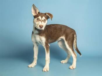 Husky and Mixed Breed Dogs Available for Adoption - FRANKIE | PetCurious