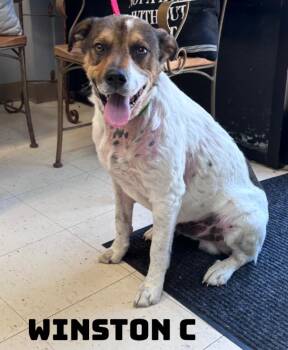 Hound Dogs Available for Adoption in Dyersburg, Tennessee - Winston C  | PetCurious