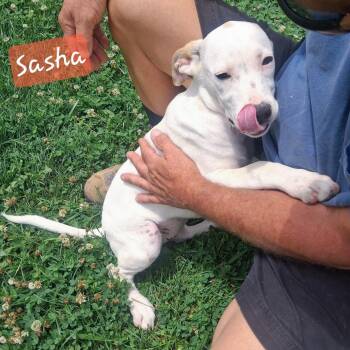 Sasha -  Hound Dog for Adoption in Albany, New York - Sasha | PetCurious