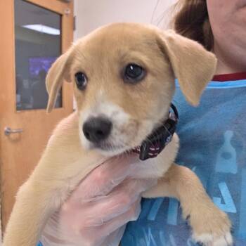 Pim -  Mixed Breed Dog for Adoption in Charleston, West Virginia - Pim | PetCurious