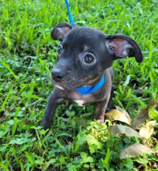 Theodore -  Mixed Breed Dog for Adoption in Taycheedah, Wisconsin - Theodore | PetCurious