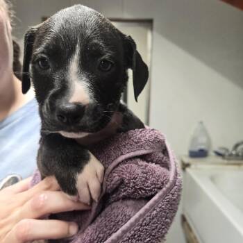 Ametrine -  Mixed Breed Dog for Adoption in Lake Panasoffkee, Florida - Ametrine | PetCurious
